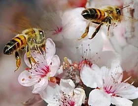 ფუტკრის პროდუქტები